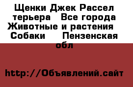 Щенки Джек Рассел терьера - Все города Животные и растения » Собаки   . Пензенская обл.